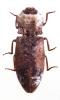 Agrypnus ornatus